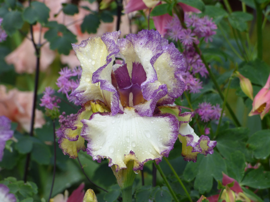 Sin City | Tall Bearded Iris – Schreiner's Gardens