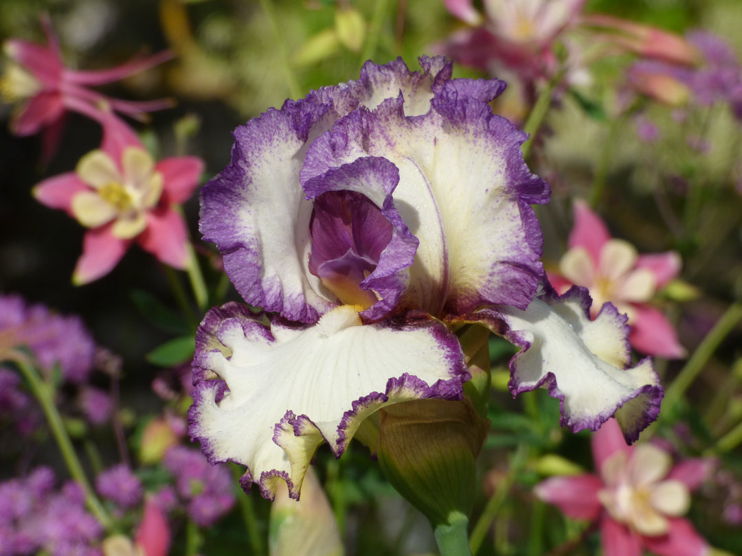 Sin City | Tall Bearded Iris – Schreiner's Gardens