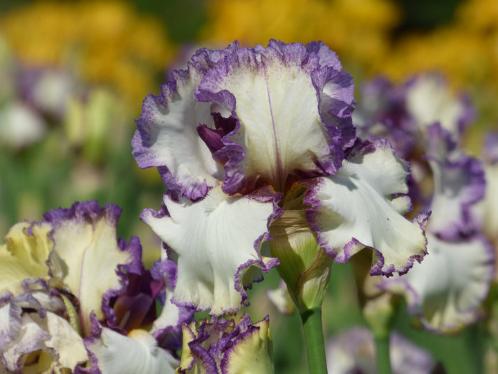 Sin City | Tall Bearded Iris – Schreiner's Gardens