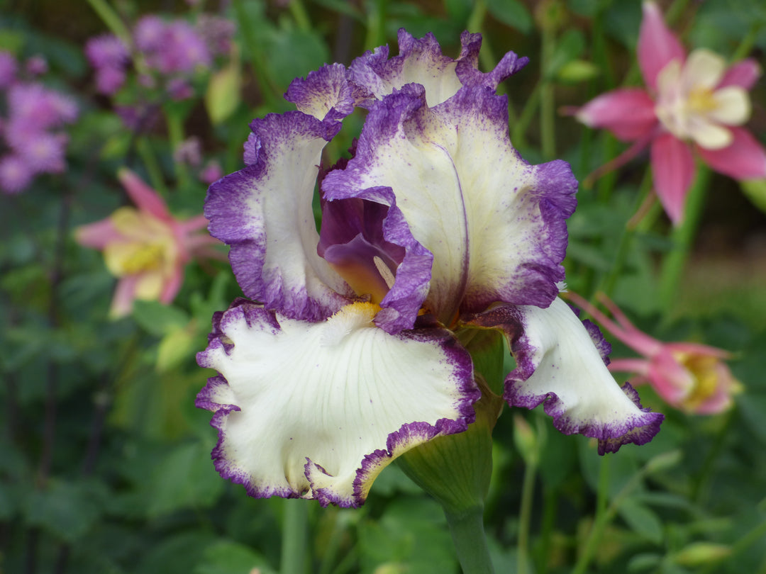 薔薇のシッポ◆TS-IM 03◆ Sin City | Tall Bearded Iris – Schreiner's Gardens