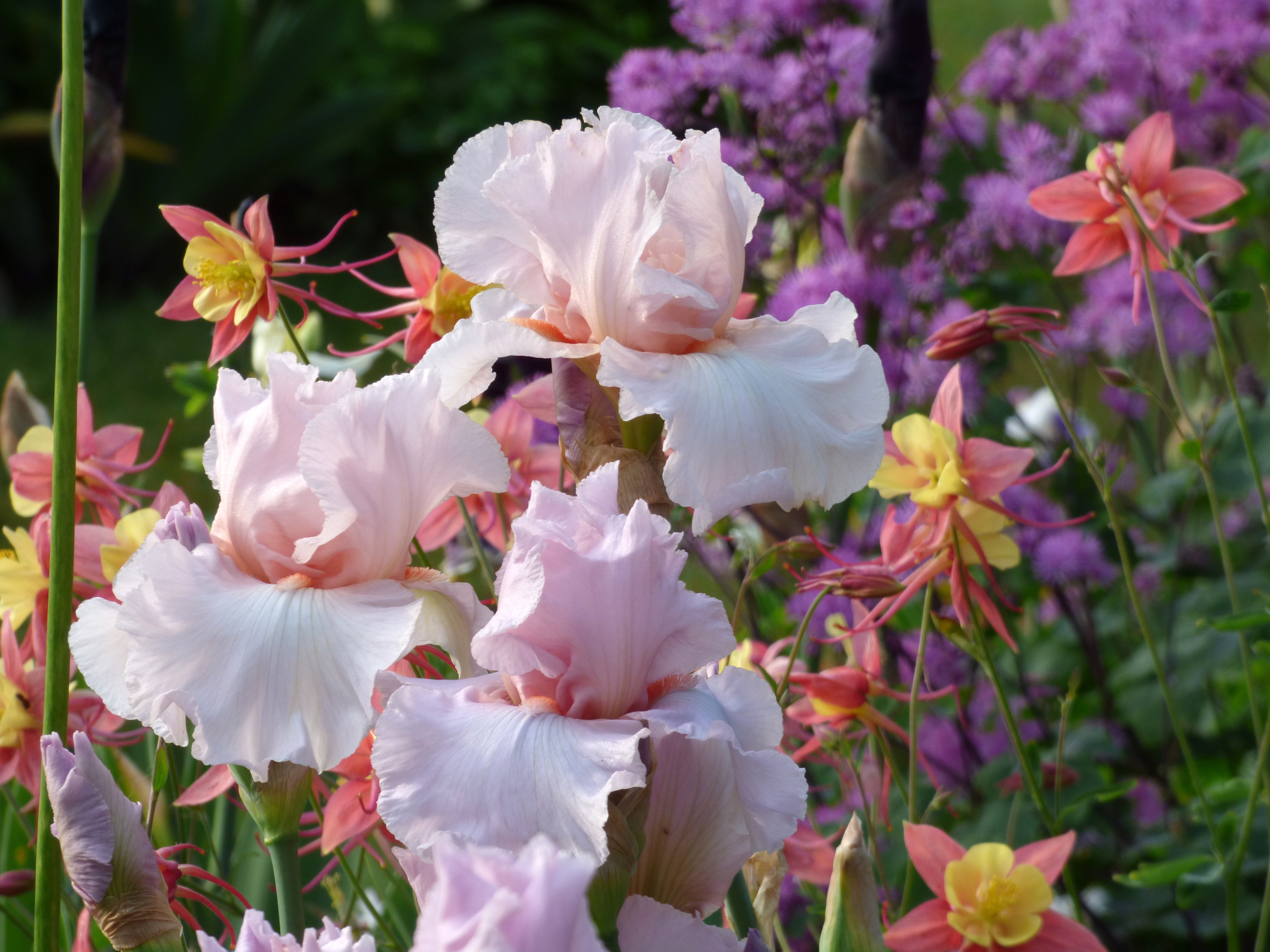Sixtine's Pink | Tall Bearded Iris – Schreiner's Gardens