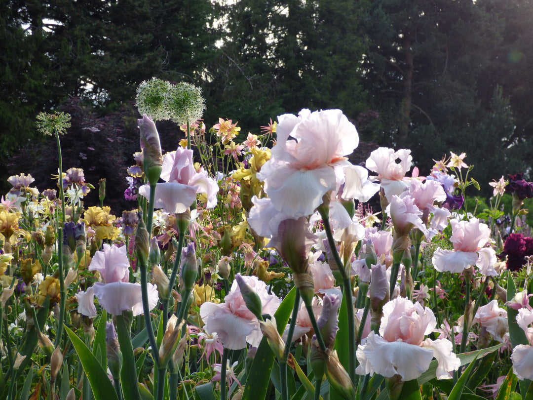 Sixtine's Pink | Tall Bearded Iris – Schreiner's Gardens