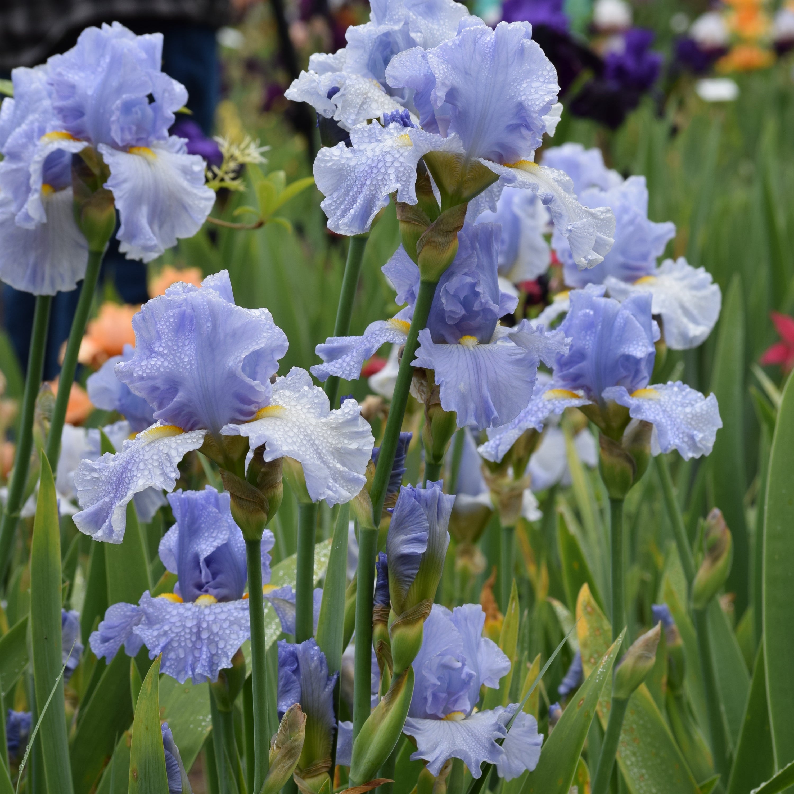 その他 irise sky Sky and Sun | Tall Bearded Iris – Schreiner's Gardens