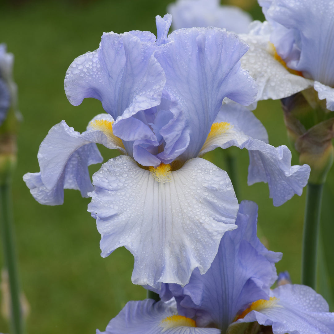 Sky and Sun | Tall Bearded Iris – Schreiner's Gardens