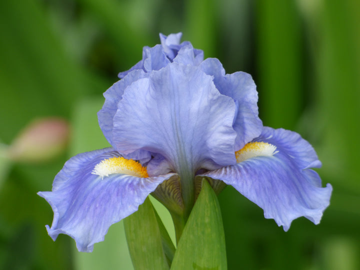 SkyofBlue_2_720x.jpg?v=1754902837
