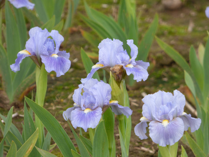 SkyofBlue_3_720x.jpg?v=1754902838