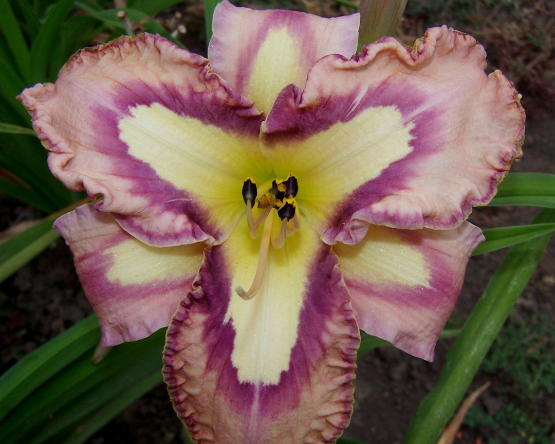 Slipsliding Away | Spring Daylily Catalog – Schreiner's Gardens