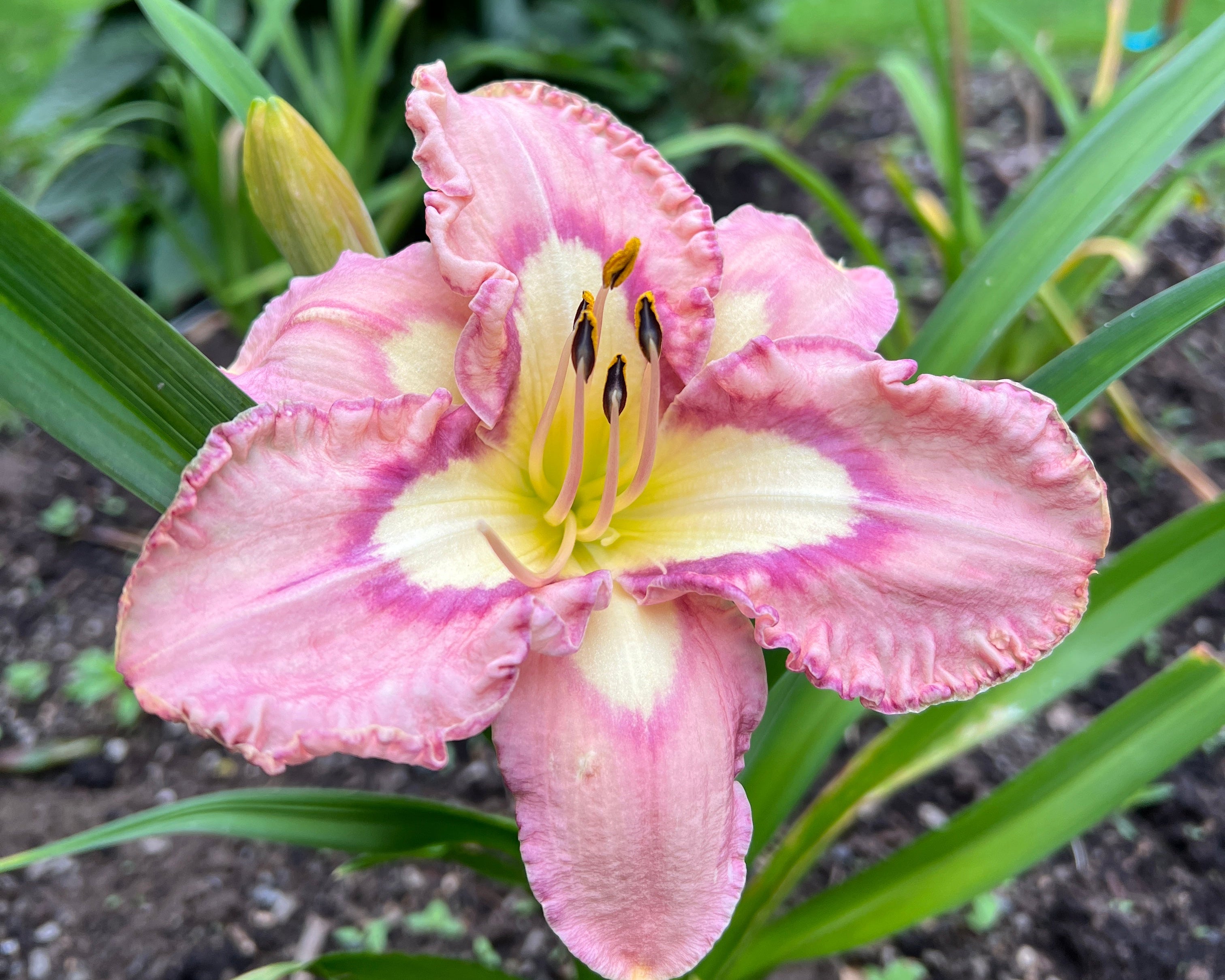 Slipsliding Away | Spring Daylily Catalog – Schreiner's Gardens