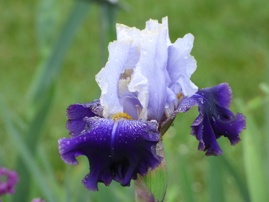 Slovak Prince | Tall Bearded Iris – Schreiner's Gardens
