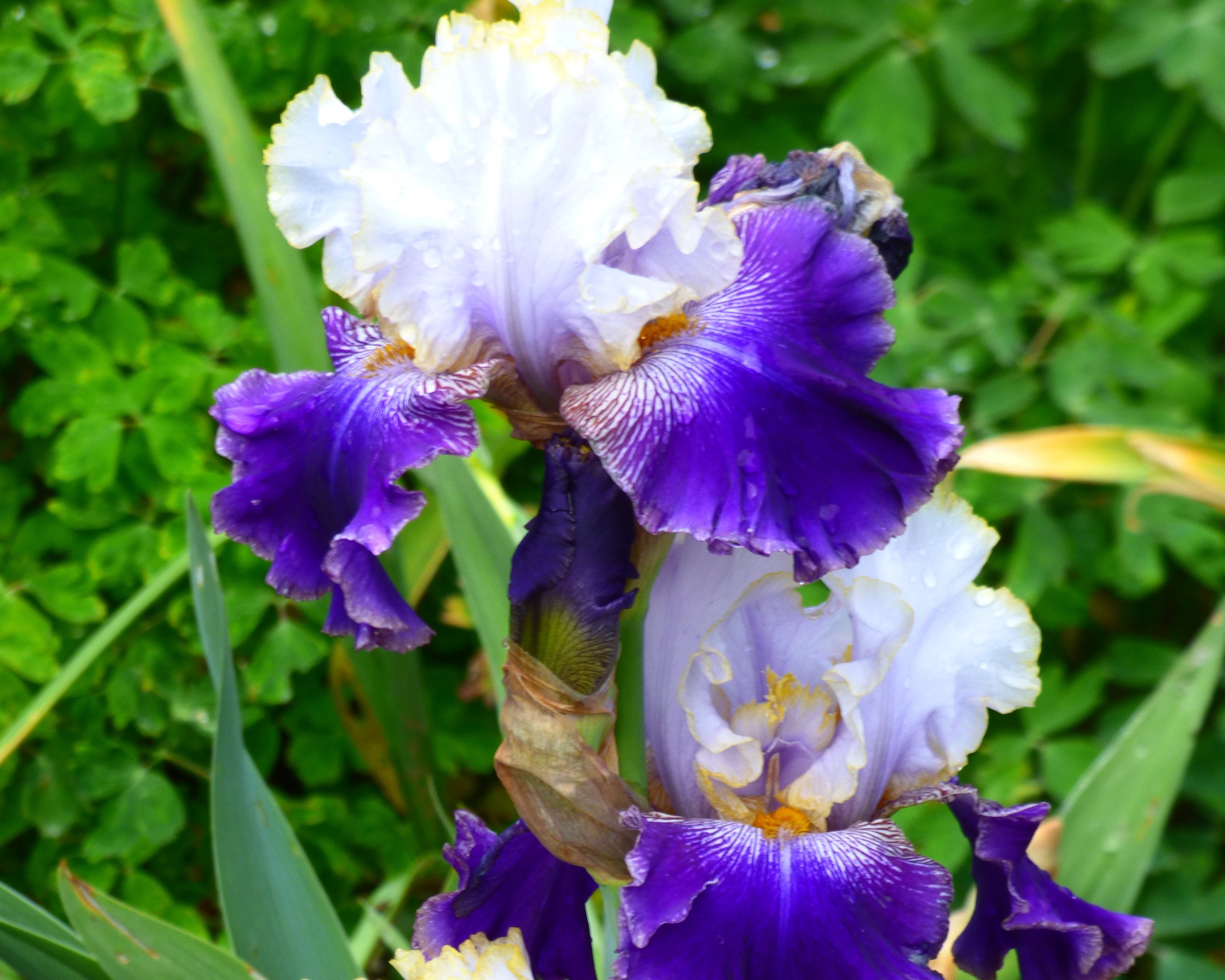 Slovak Prince | Tall Bearded Iris – Schreiner's Gardens
