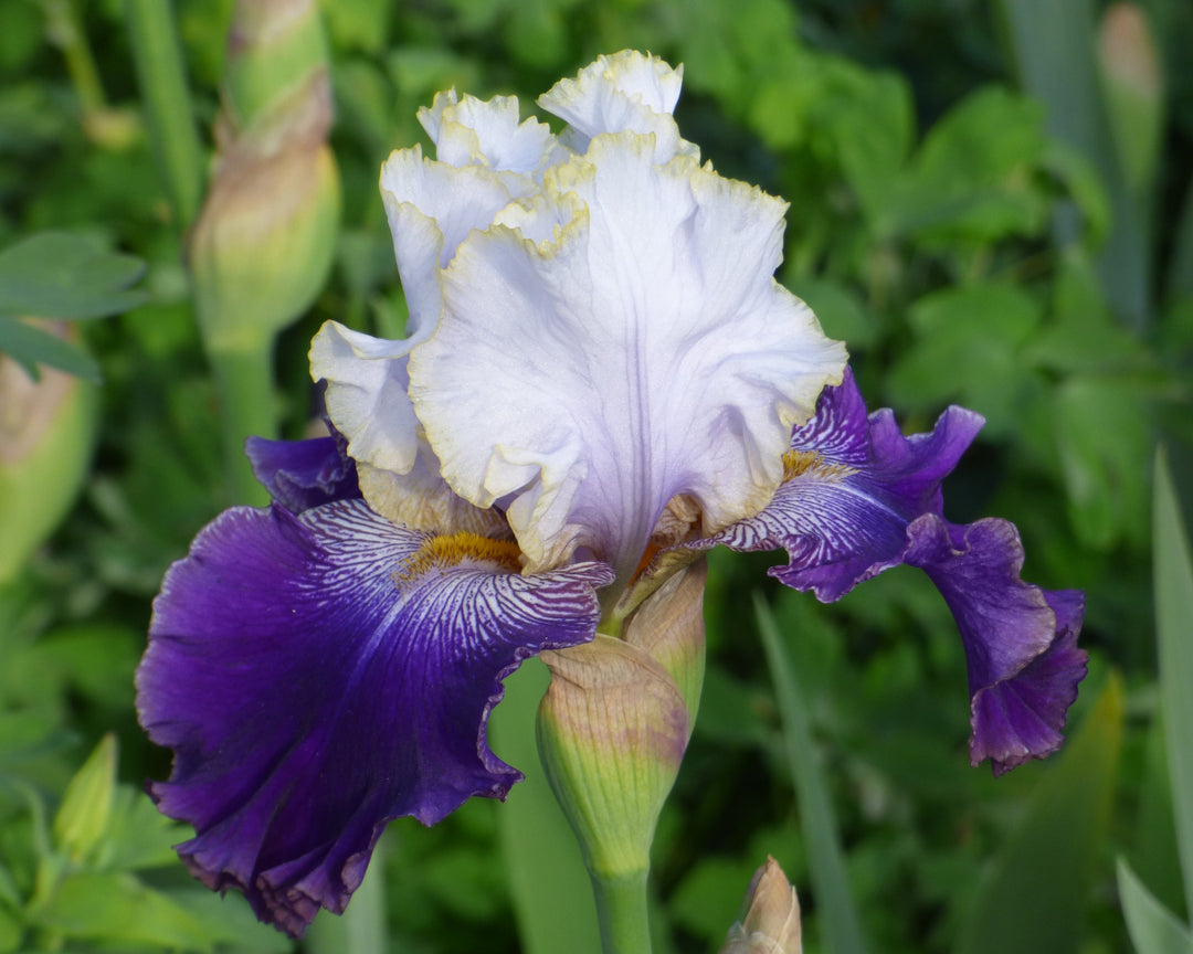 Slovak Prince | Tall Bearded Iris – Schreiner's Gardens