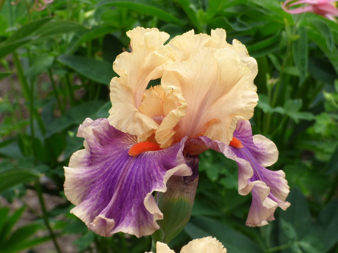 SmithRock_2_1080x.jpg?v=1762452927