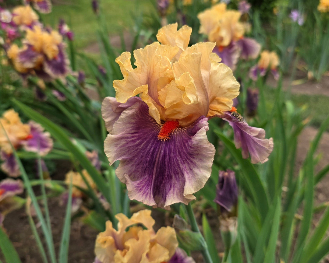 Smith Rock | Tall Bearded Iris – Schreiner's Gardens