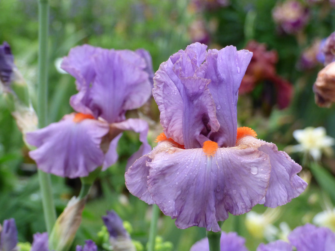 SnappyDresser_3_1080x.jpg?v=