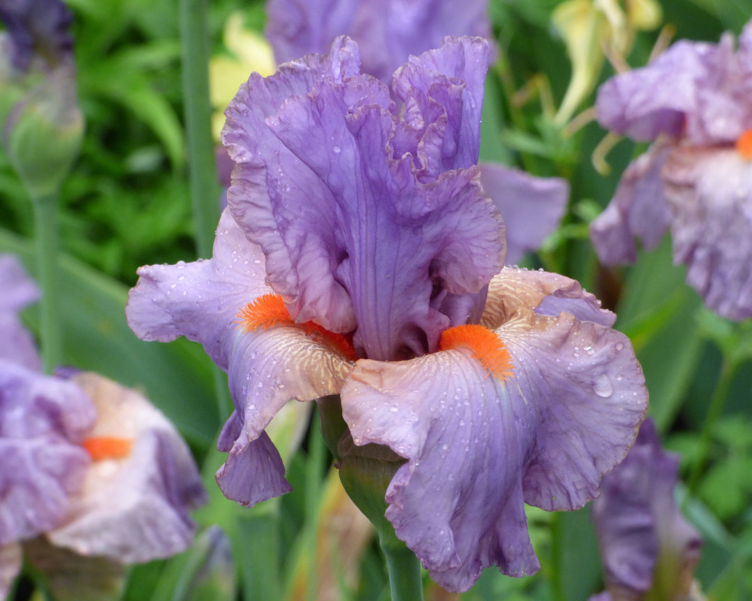 Snappy Dresser | Tall Bearded Iris – Schreiner's Gardens