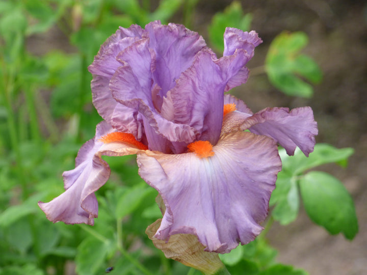 SnappyDresser_720x.jpg?v=