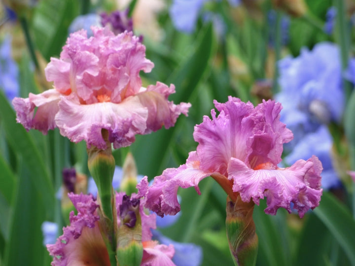 Social Graces – Schreiner's Gardens