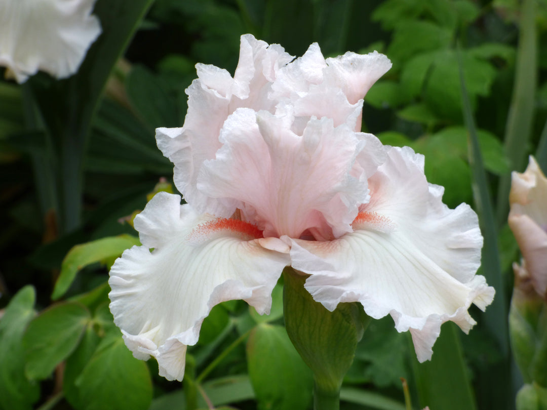 Society Page | Tall Bearded Iris – Schreiner's Gardens