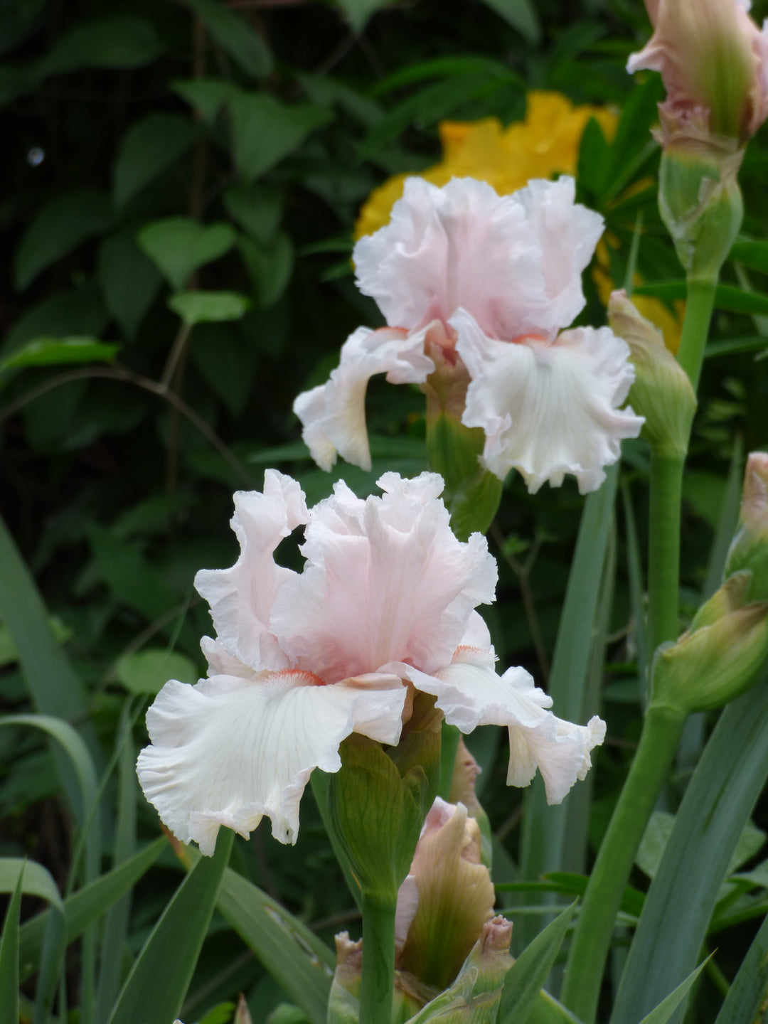 Society Page | Tall Bearded Iris – Schreiner's Gardens