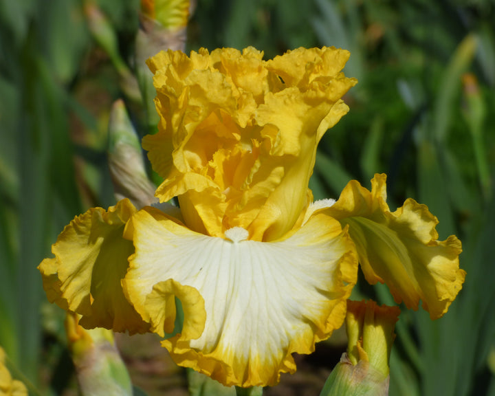 Speed of Light | Tall Bearded Iris – Schreiner's Gardens