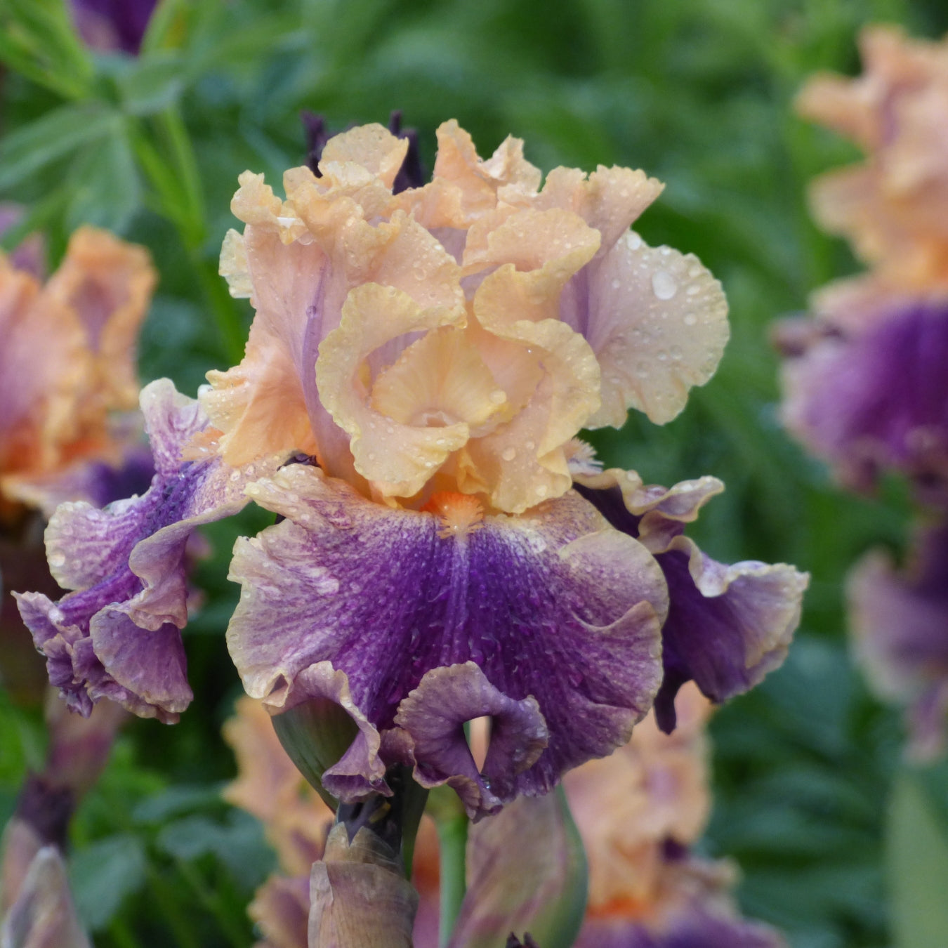 Purple Iris Bouquet