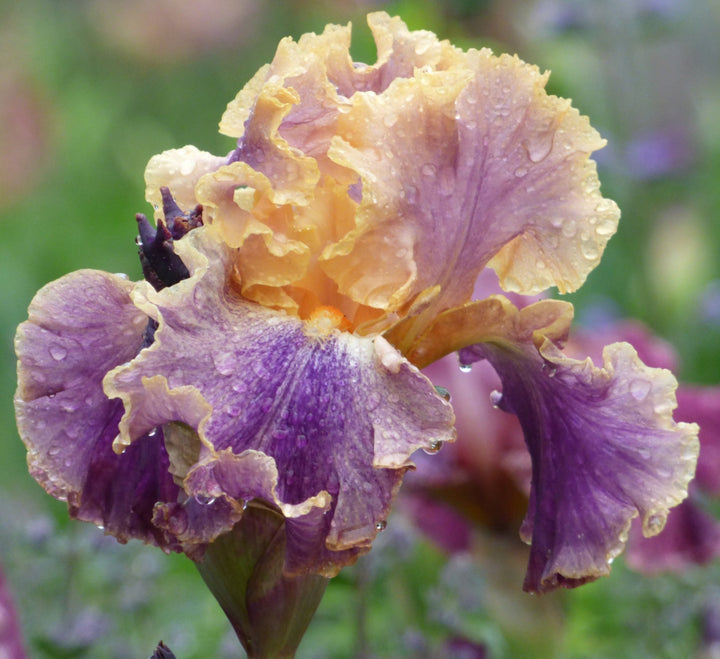 浴衣　ブラウンパープルリリー Spendthrift | Tall Bearded Iris – Schreiner's Gardens