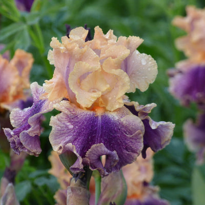 Purple Iris Bouquet