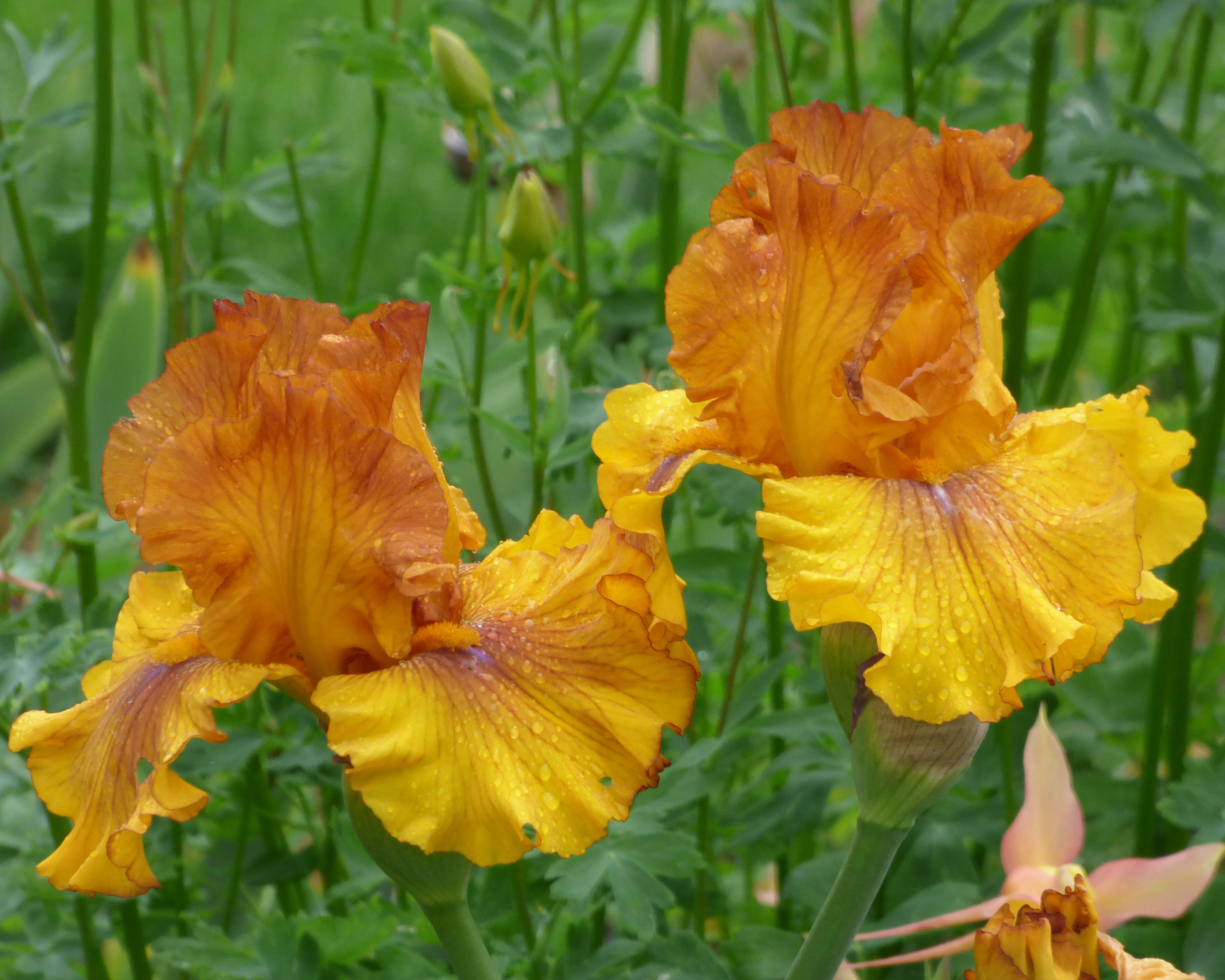 Spice Trader | Tall Bearded Iris – Schreiner's Gardens