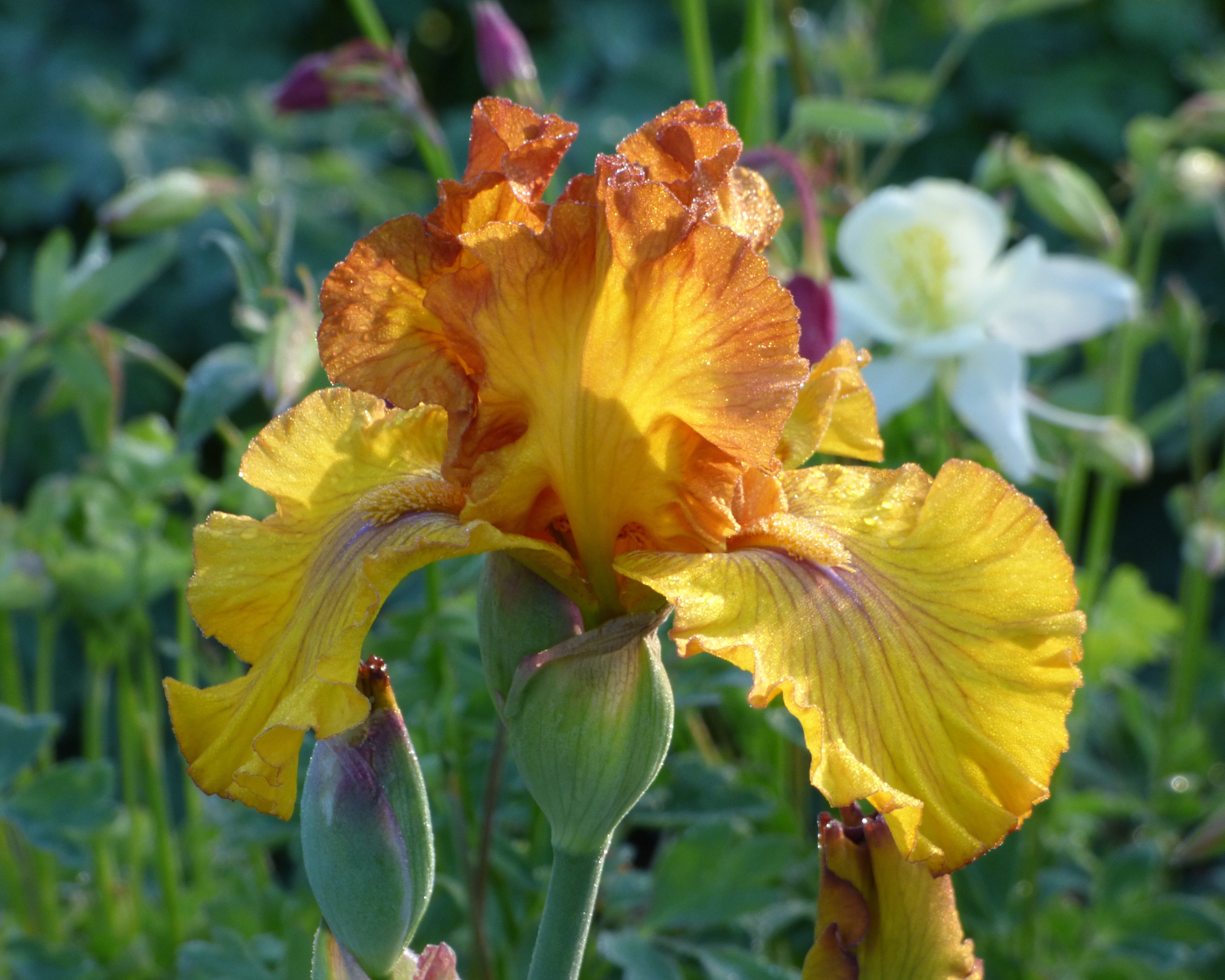 Spice Trader | Tall Bearded Iris – Schreiner's Gardens