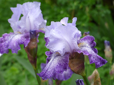 Splashacata