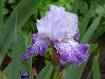 Splashacata