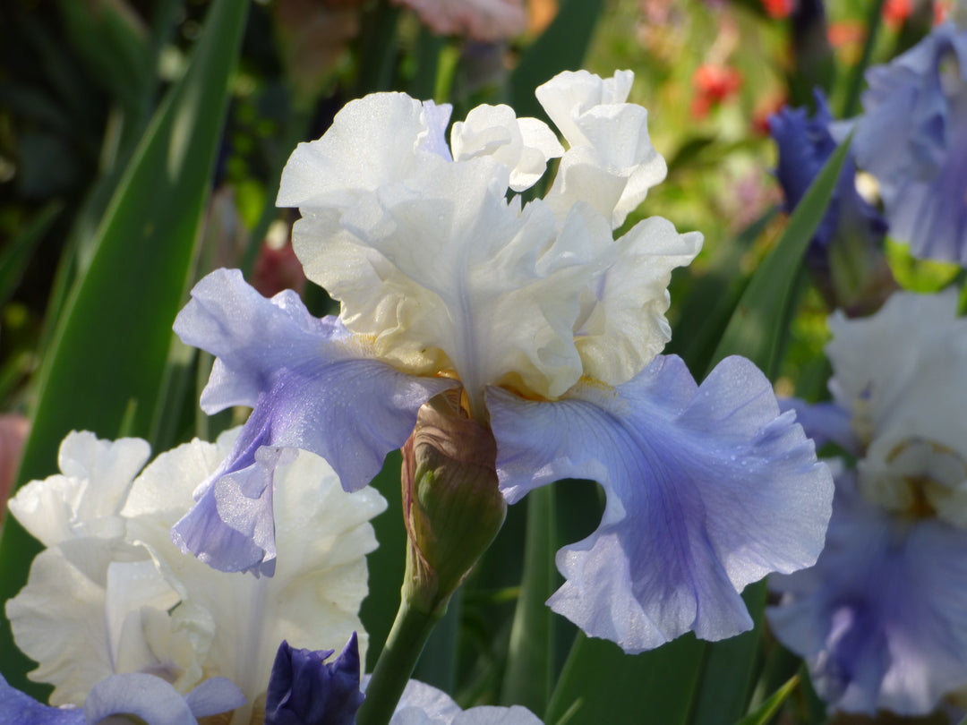 Easter Iris Collection – Schreiner's Gardens