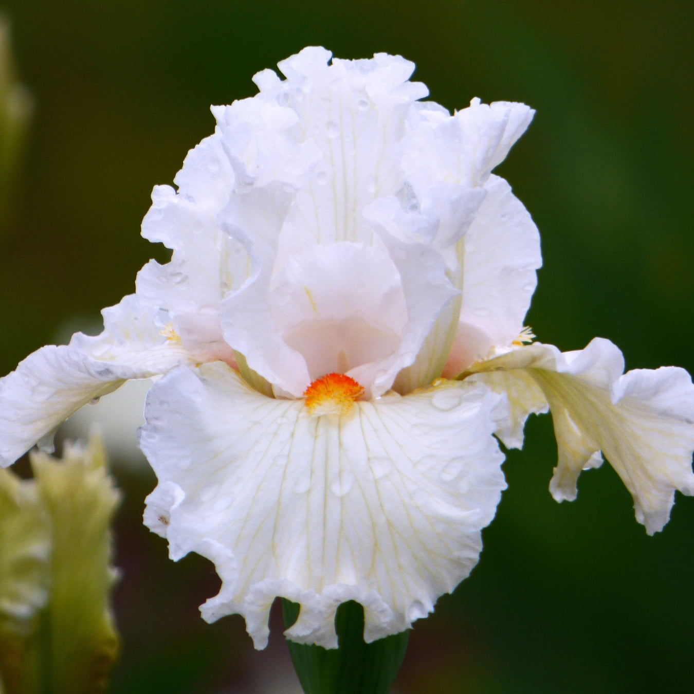 White Iris Bouquet