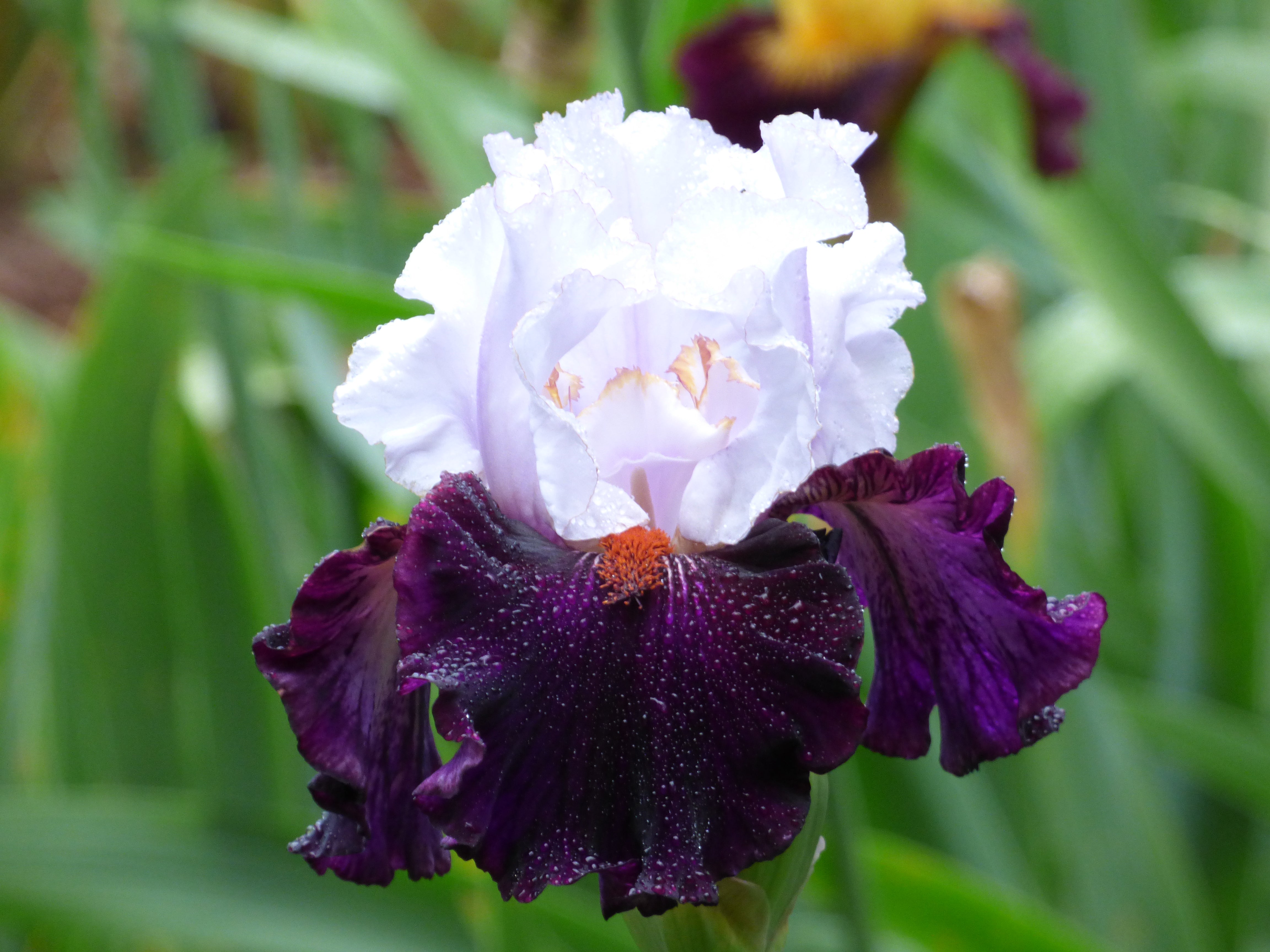 Buy Iris & Daylilies | Iris & Daylily Varieties Joe Ghio Buy Iris & Daylilies | Iris & Daylily Varieties Joe Ghio