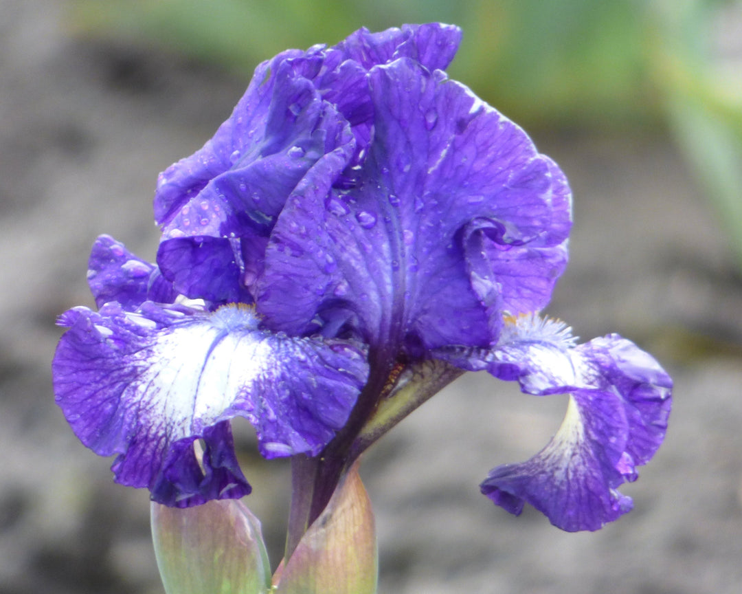 Starwoman | Intermediate Bearded Iris – Schreiner's Gardens