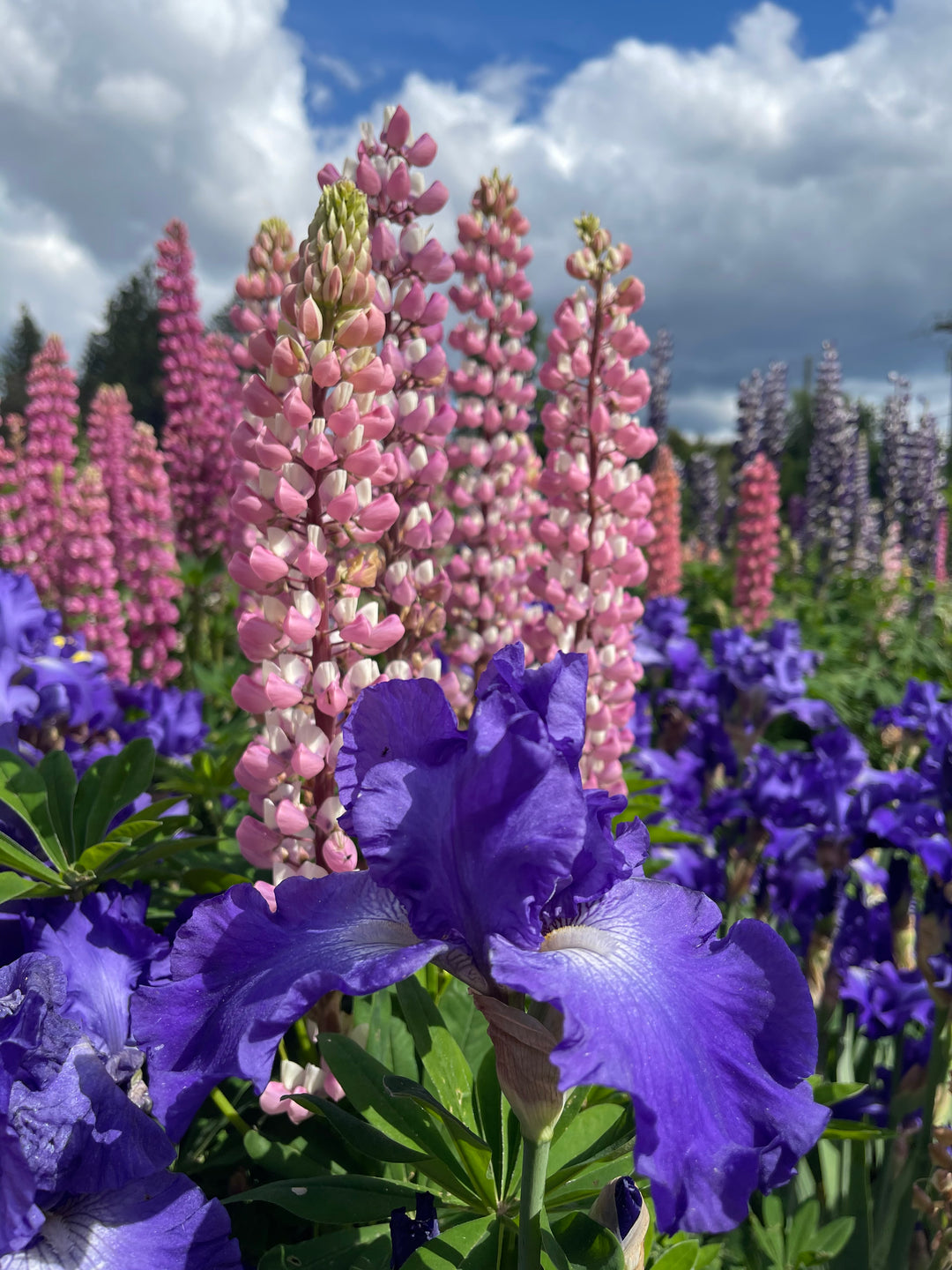 【Blu-ray】ビザンチウム('12英/アイルランド) 廃盤/セルBlu-ray】ビザンチウム('12英/アイルランド) - メルカリ