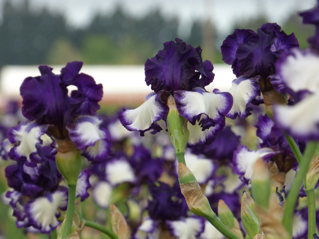 【 富貴蘭 】 濃い紫姫　3本立ち　431 Stepping In - Bonus | Tall Bearded Iris – Schreiner's Gardens