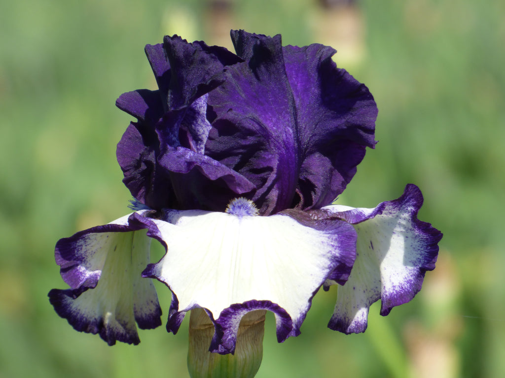 フラワー・ガーデニング Botanize SEN M size type B SteppingIn_19_1024x1024.jpg?v=