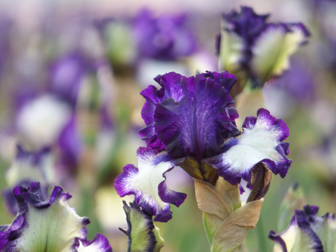 Stepping In - Bonus | Tall Bearded Iris – Schreiner's Gardens