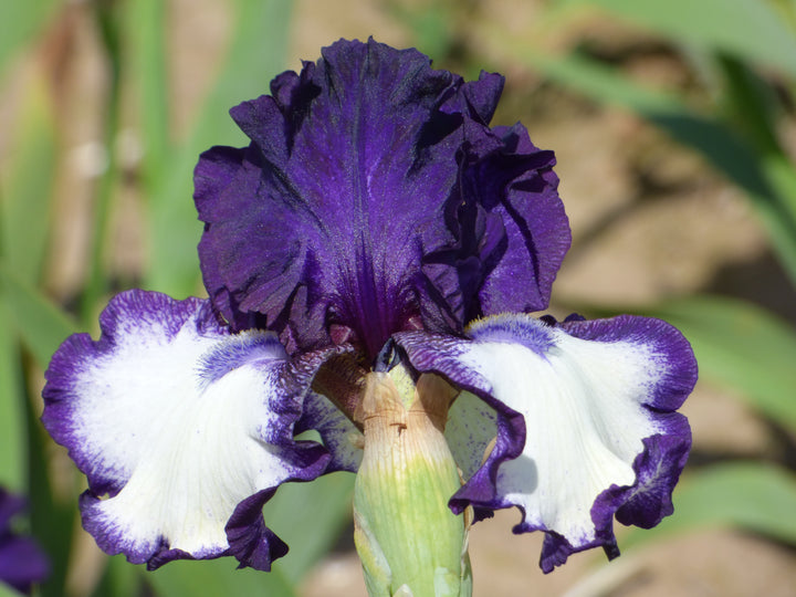 Stepping In - Bonus | Tall Bearded Iris – Schreiner's Gardens