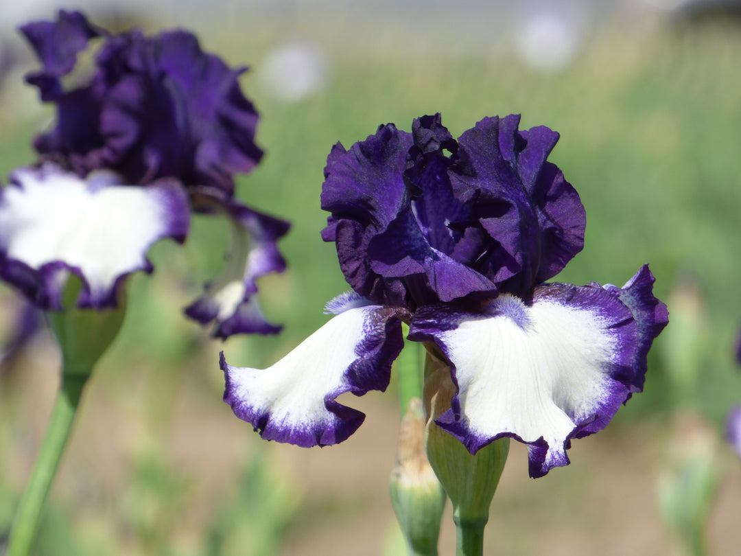 Stepping In - Bonus | Tall Bearded Iris – Schreiner's Gardens