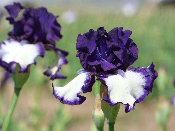 Stepping In - Bonus | Tall Bearded Iris – Schreiner's Gardens