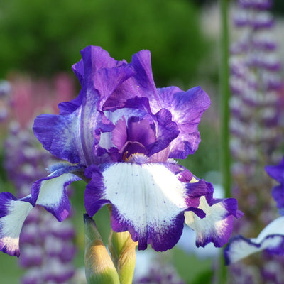Purple Plicata Iris Bouquet