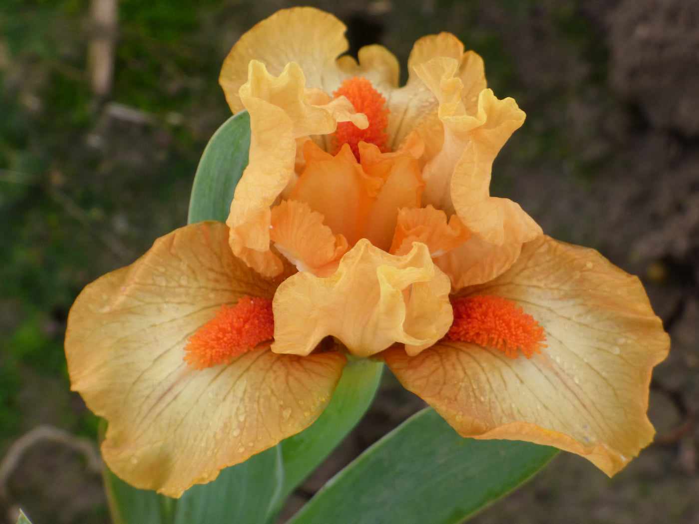 Stroke of Brilliance