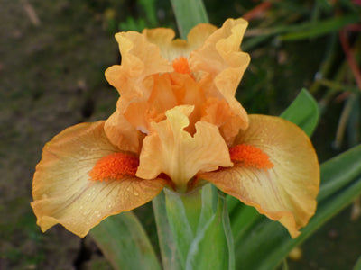 Stroke of Brilliance