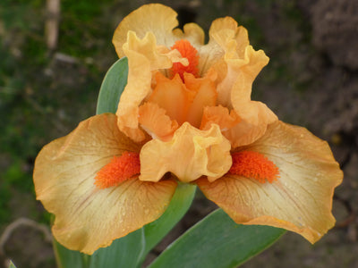 Stroke of Brilliance