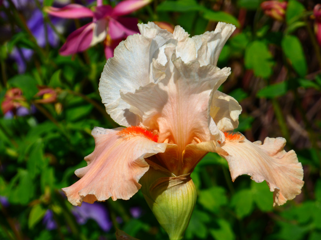 Struck Twice | Tall Bearded Iris – Schreiner's Gardens