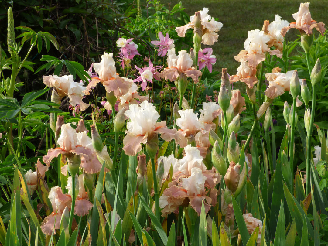 Struck Twice | Tall Bearded Iris – Schreiner's Gardens