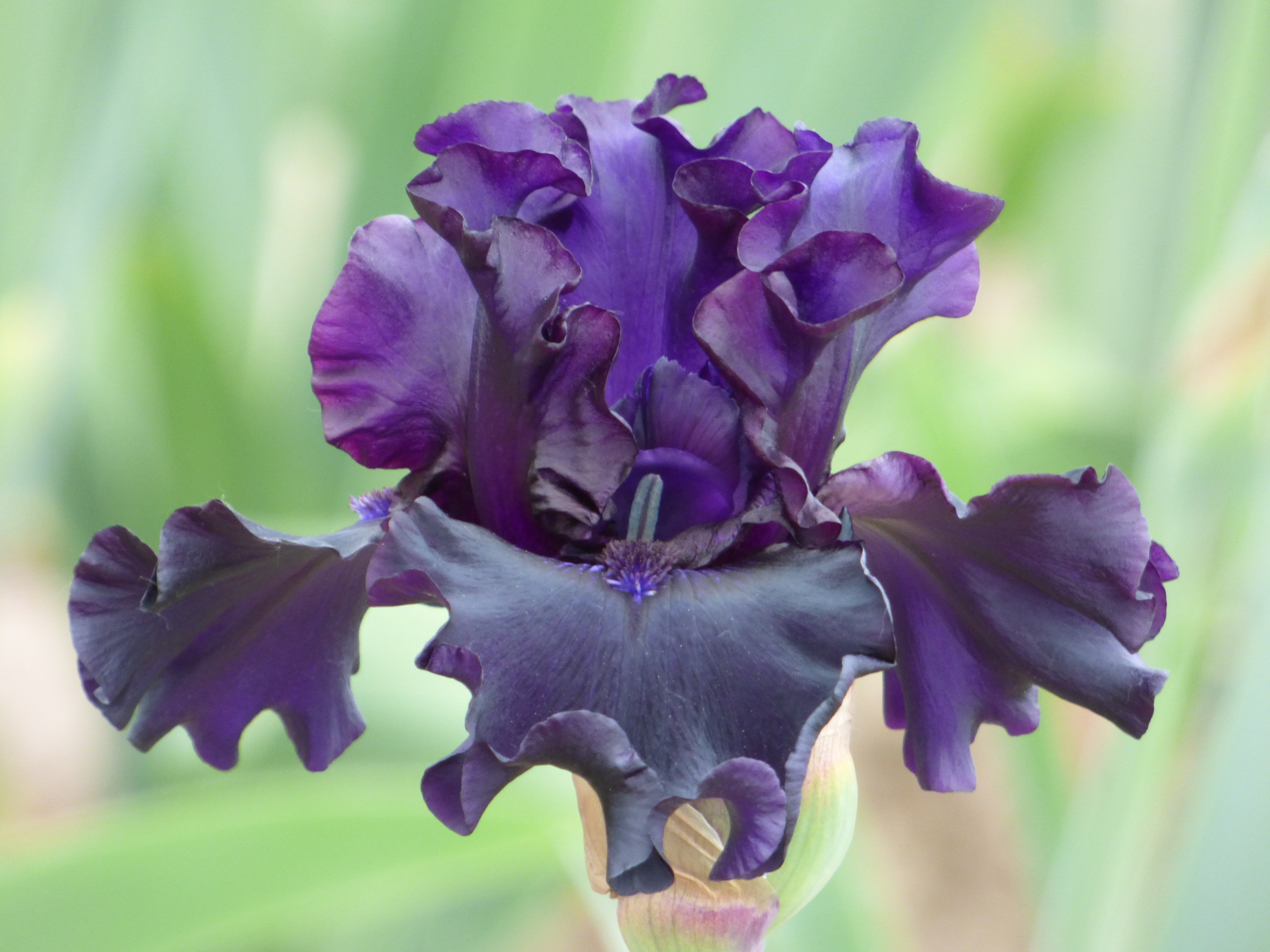 Study Hall | Tall Bearded Iris – Schreiner's Gardens