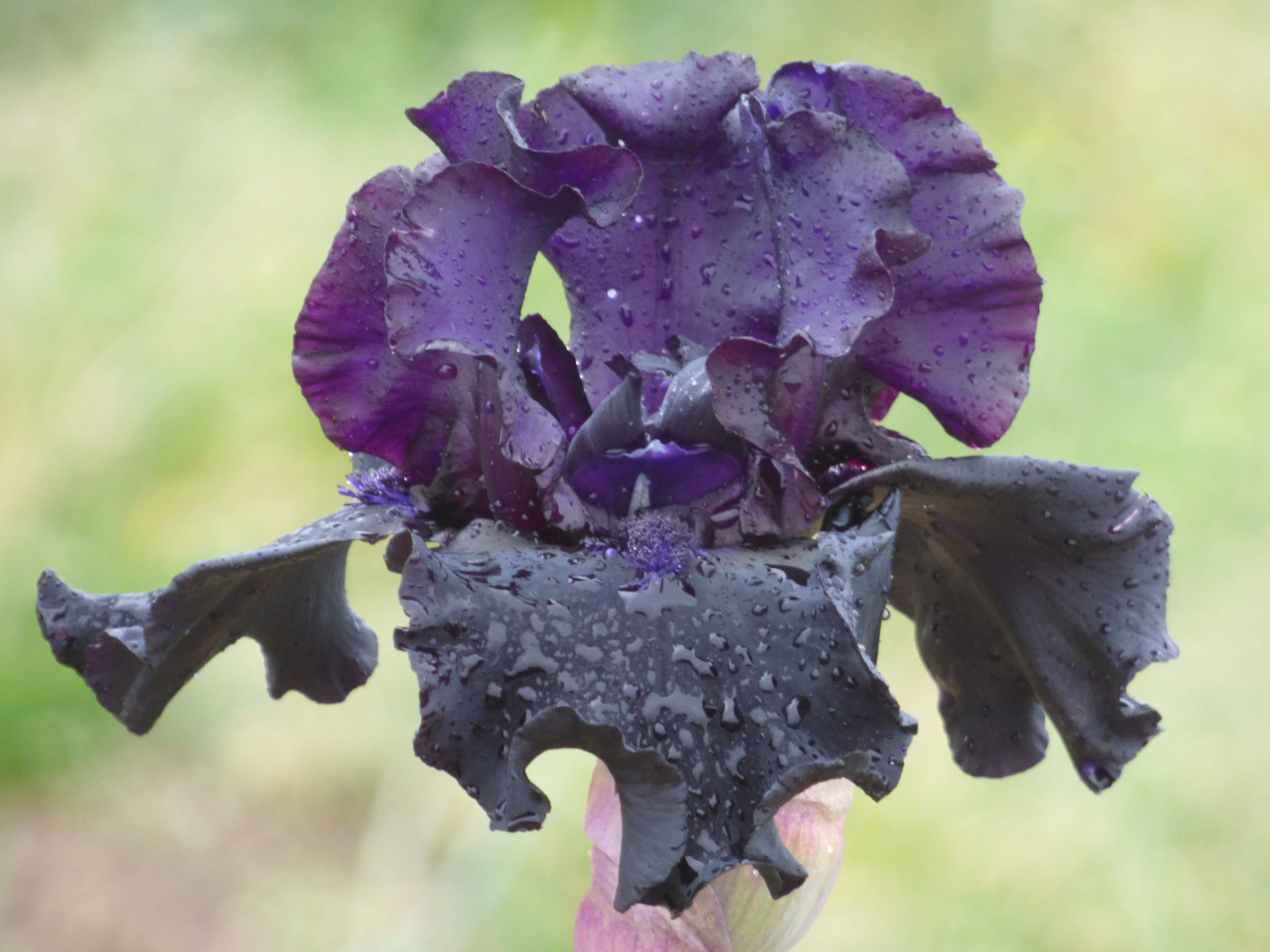 Study Hall | Tall Bearded Iris – Schreiner's Gardens